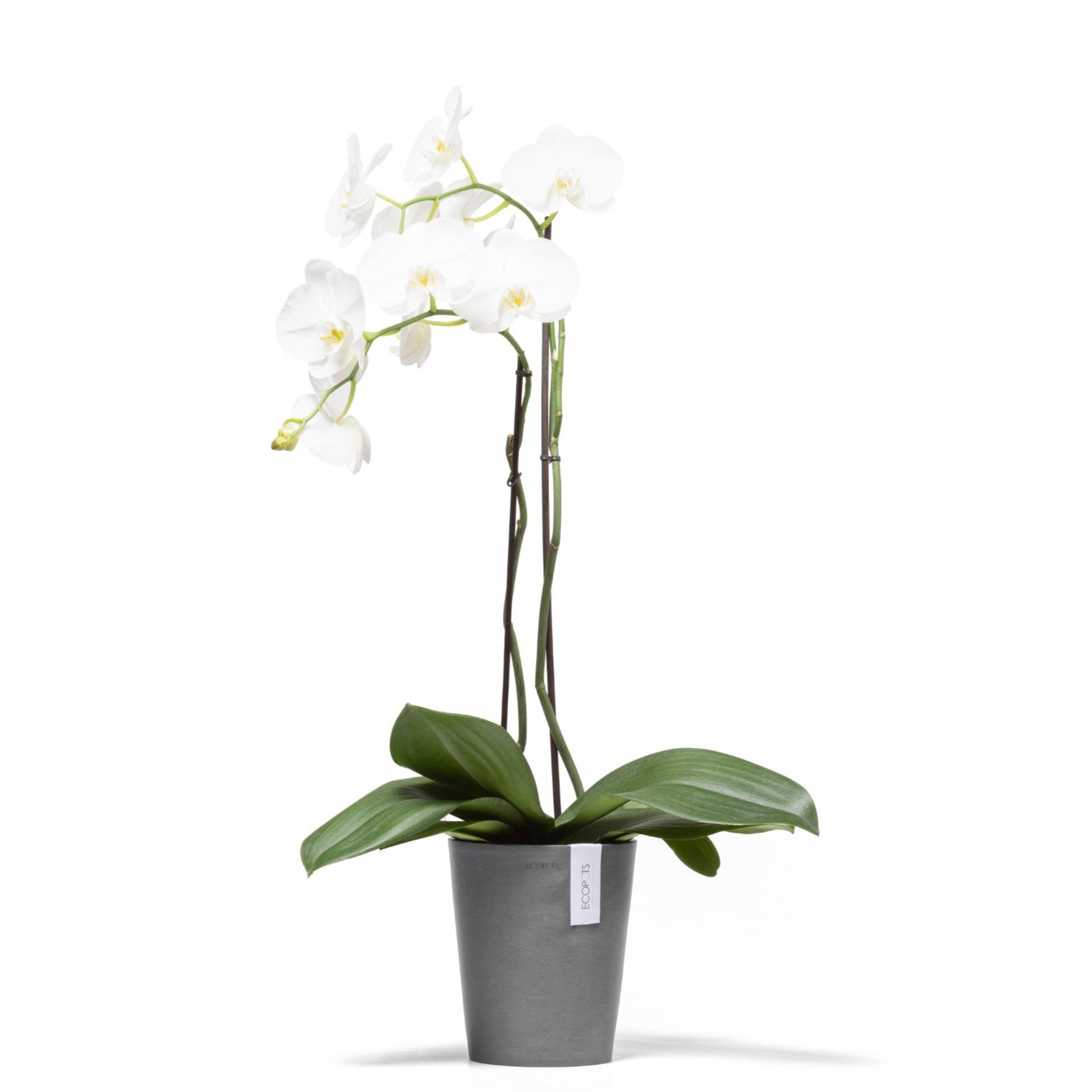 Ecopots Morinda Ø14 H15.5 cm