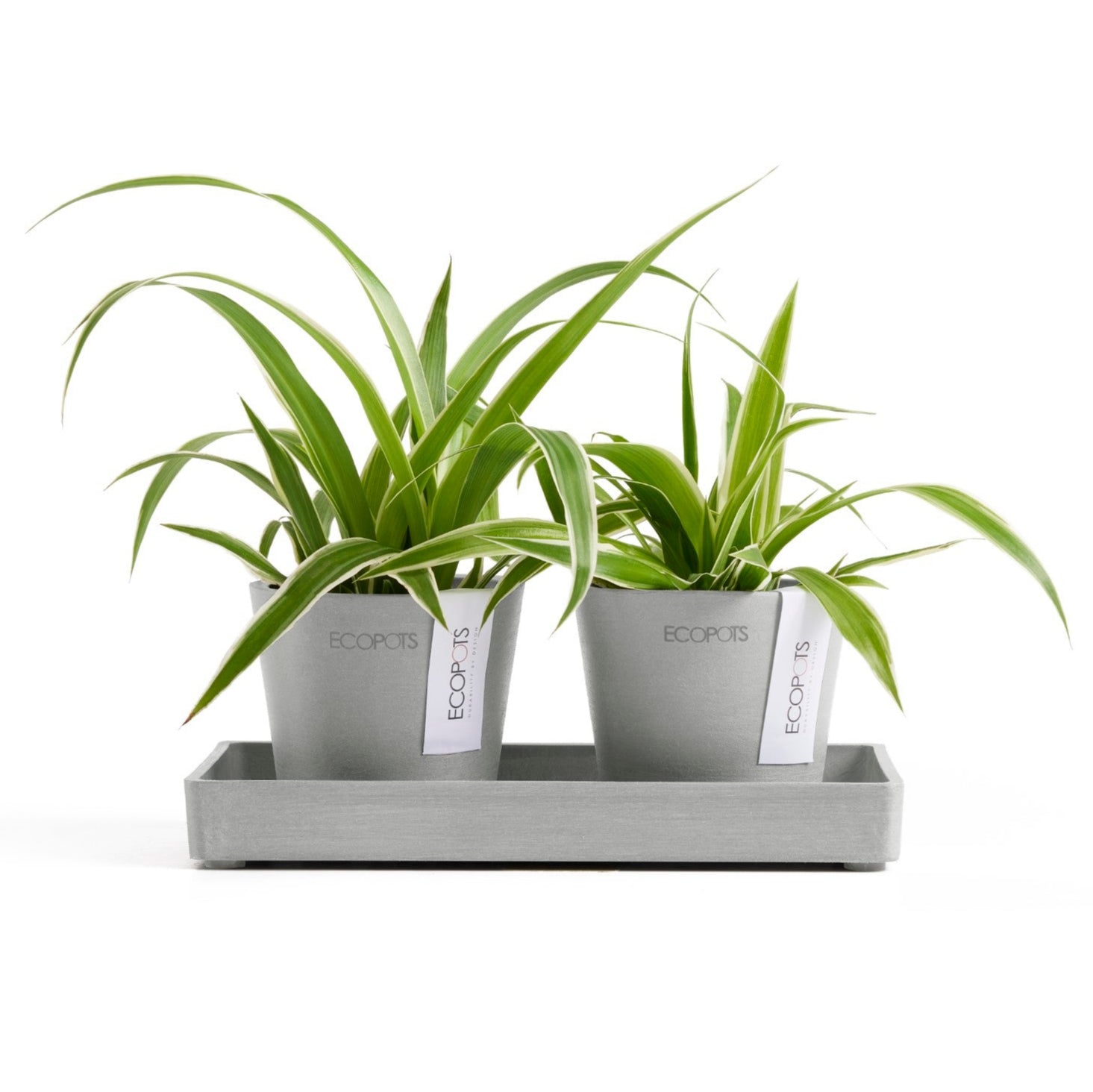 Ecopots Sottovasi rettangolari per mini vasi L25 P 15 H2.8 cm