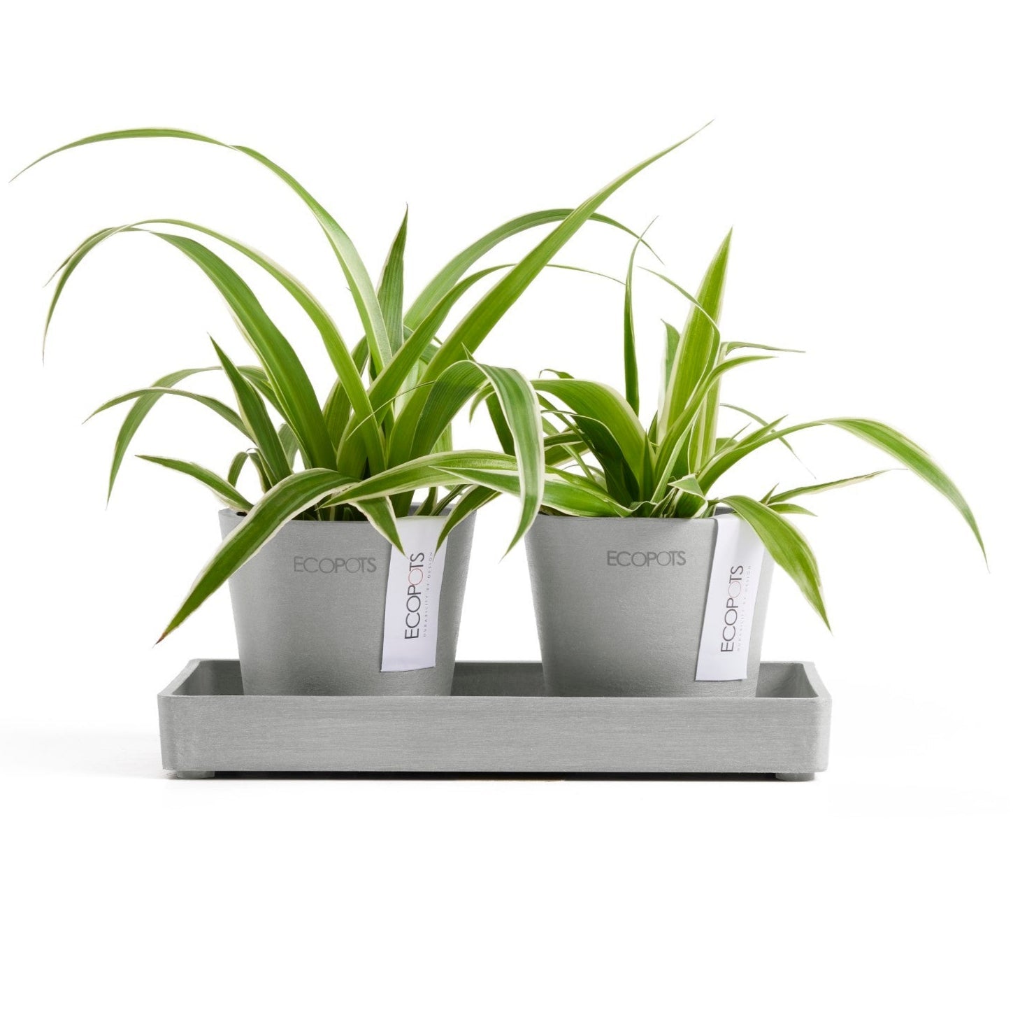 Ecopots Sottovasi rettangolari per mini vasi L25 P 15 H2.8 cm