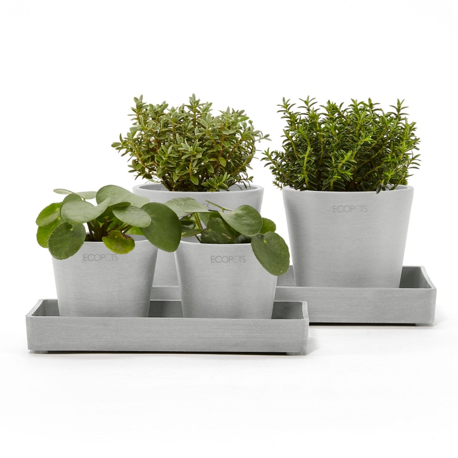 Ecopots Sottovasi rettangolari per mini vasi L25 P 15 H2.8 cm