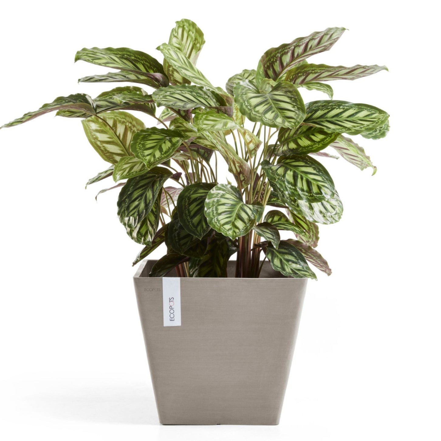 Ecopots Rotterdam L30 P30 H26.5 cm